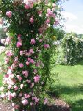 pink climbing roses